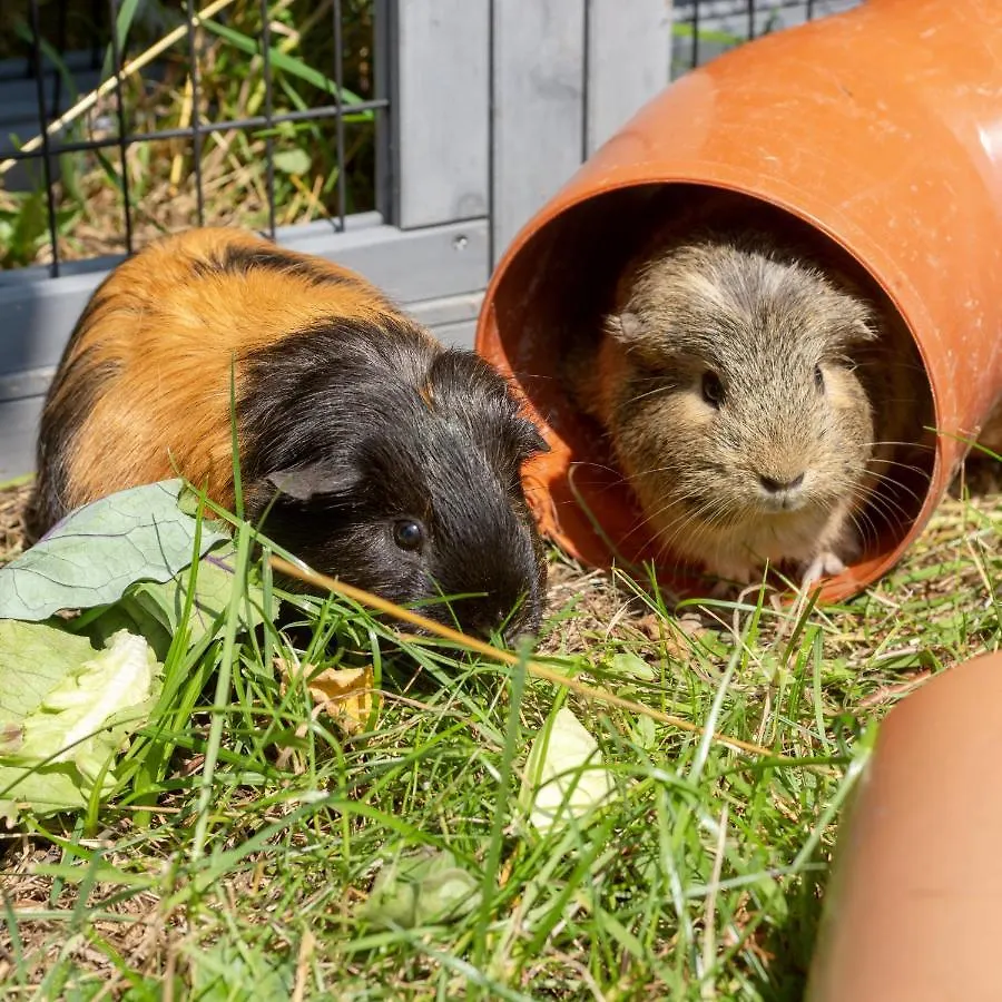 Panoramablick Heimen Lejlighed Hopferau Privat bolig